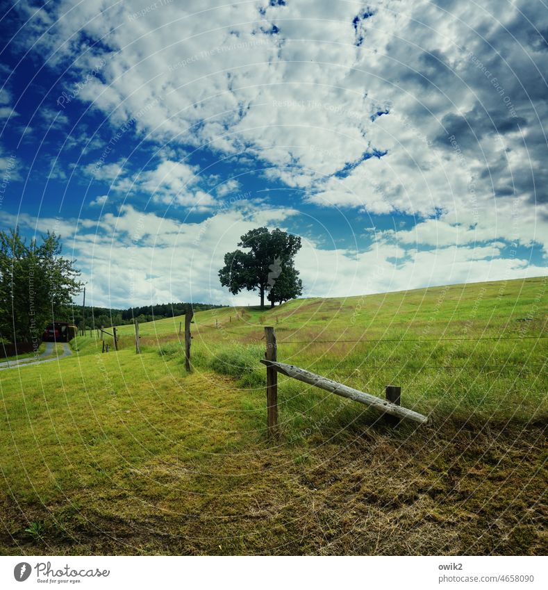 pasture Meadow paddock Willow tree Sky Clouds Horizon off Grass Environment Nature Landscape Deciduous tree Plant Stand Peaceful Contrast Deserted Idyll Calm