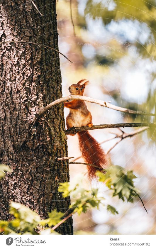 Squirrel on branch Sit look Tree Branch Twig Cute Red Animal Wild animal Nature Pelt Day Forest Animal portrait