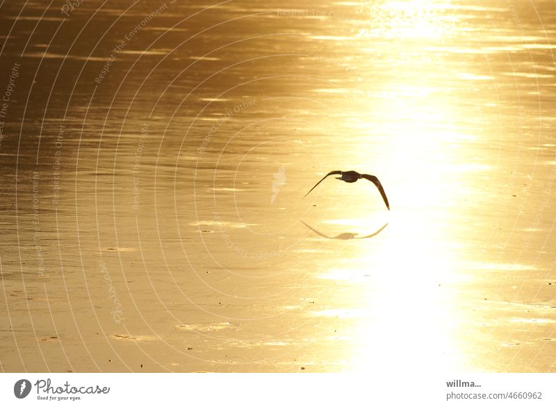 A seagull over the ice is far from being a kingfisher, and one swallow does not make a summer. Seagull Bird Flying Lake Ice Winter evening light sunny