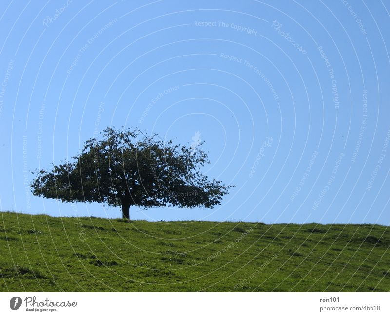 TREE Tree Meadow Field Green Leaf Calm Sky Blue Tree trunk