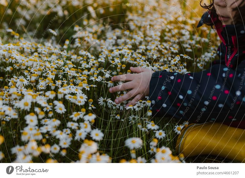 Close up child hand touching white flowers Close-up Hand Child Hold Detail Skin Colour photo Fingers Infancy Human being Children`s hand wild flowers Spring