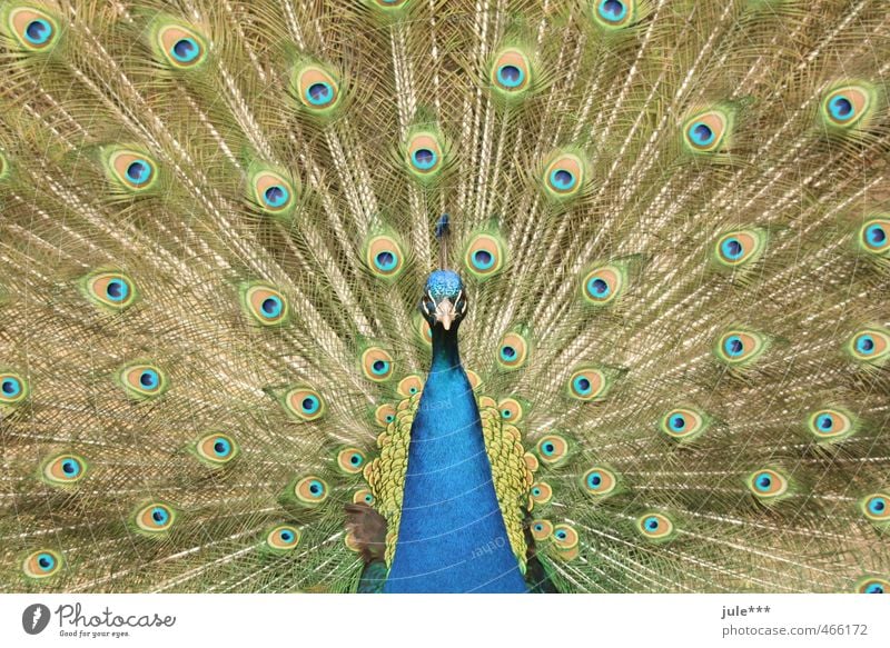 Look me in the eye, little one. Animal Pigeon Zoo Peacock Peacock feather 1 Rutting season Vacation & Travel Esthetic Exotic Blue Multicoloured Yellow Gold