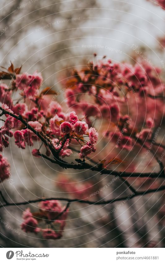 Cherry tree blossom in spring Cherry blossom Spring Spring flower Spring day springtime sakura