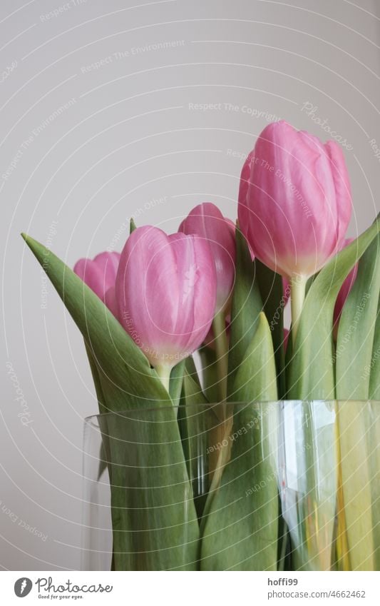 purple tulips in a vase purple pink Tulip Vase with flowers Spring Bouquet Blossom Flower Green Blossoming Interior shot