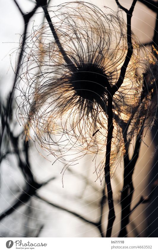 Seed stand of Clematis tangutica before last rays of sun in March Silhouette seed stand Plant creeper fruit jewellery ornamental pussy cottony illuminated