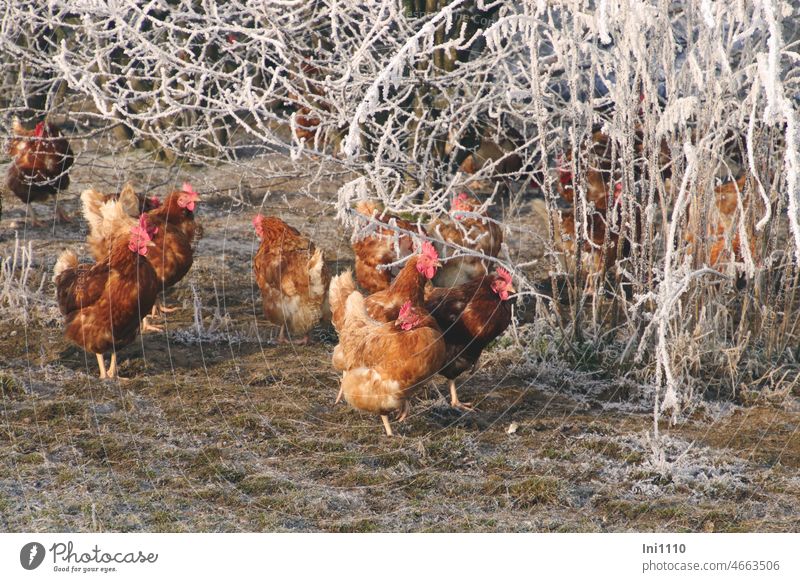 Chickens in winter magic land II Winter chill sunshine Beautiful weather Winter sun animals Farm animals fowls Chicken Farm Chicken group free-range chickens