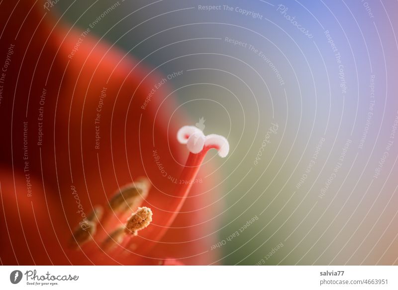 Amaryllis with focus on flower pistils Flower Red Blossom Stamp Macro (Extreme close-up) amaryllidaceae Pollen Yellow pretty Shallow depth of field Detail