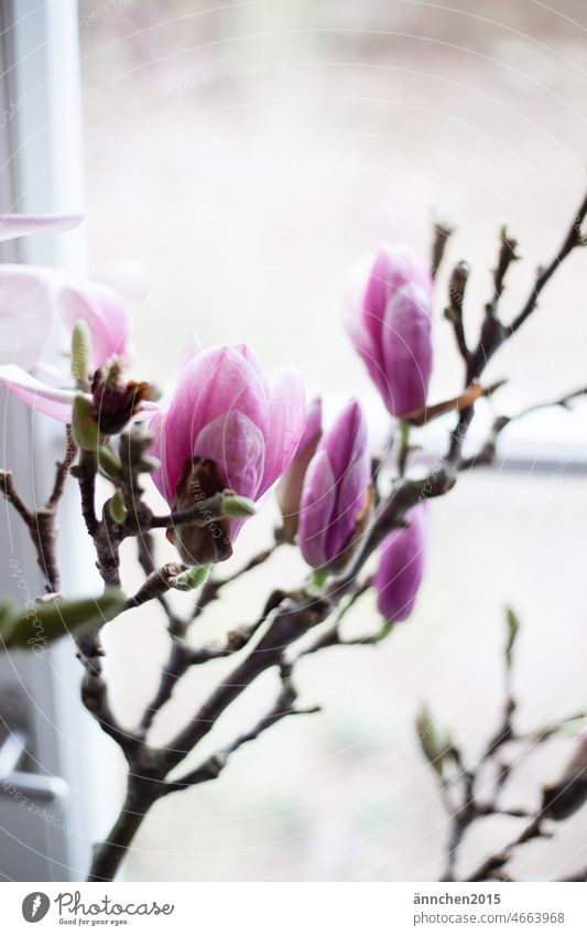 Magnolia branch in bloom in a bright white window Magnolia plants Magnolia blossom magnolia Spring blossoms Twig Window Magnolia tree Pink Nature Garden