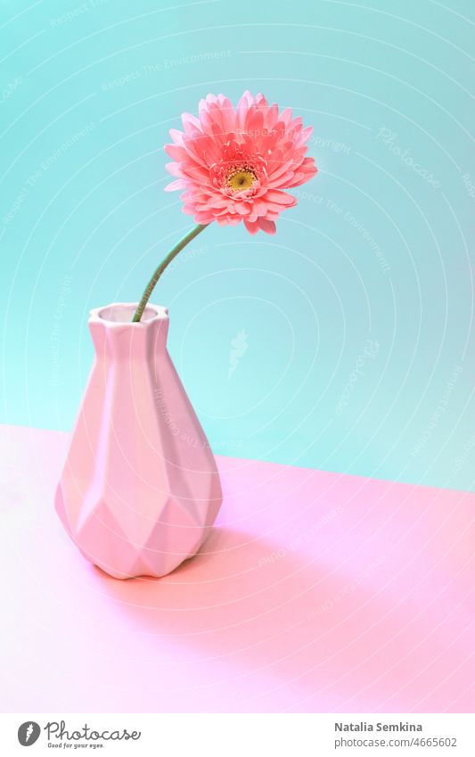 One pink gerbera flower in vase on pastel two tone pink-turquoise. Creative minimal floral concept. creative bright decoration gift fresh daisy beauty design