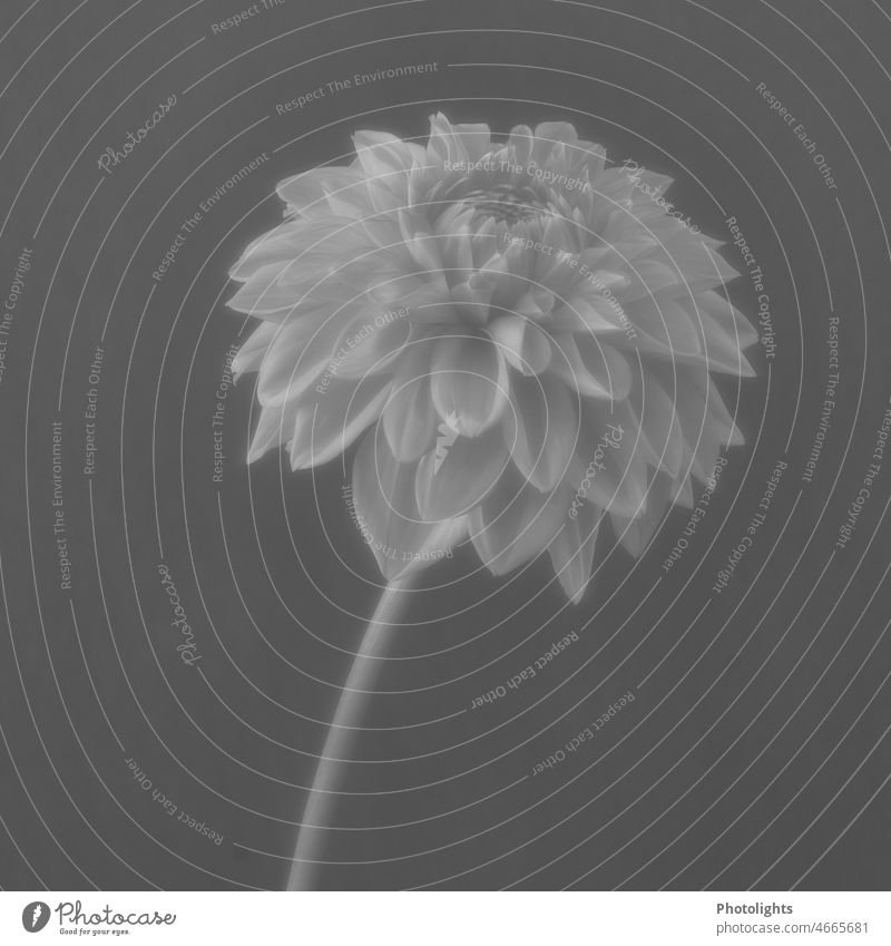 Flower of a dahlia in black and white Blossom black-and-white Monochrome Nature dahlia blossom garden flower petals blurriness naturally Early fall Blossoming