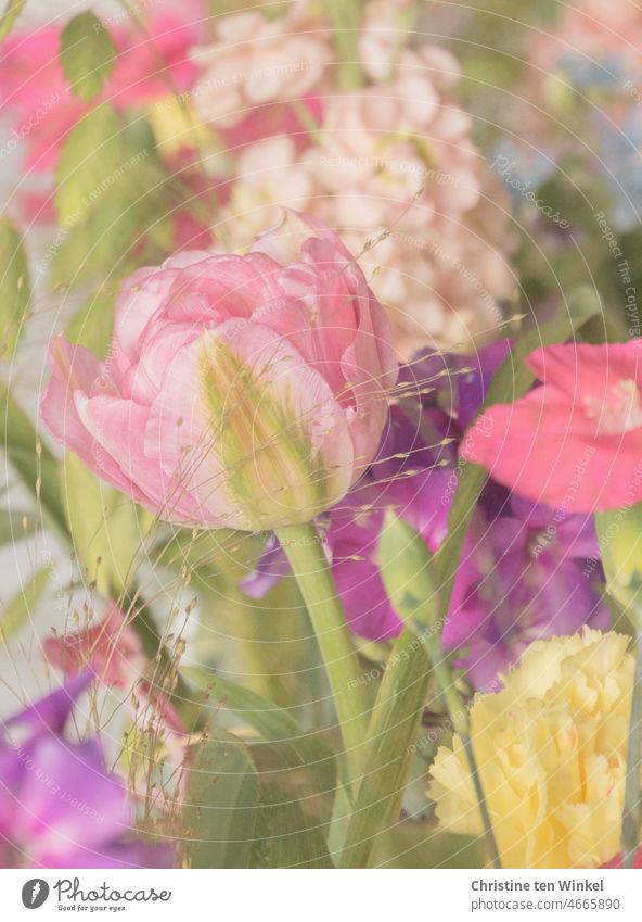 Pure romance / delicate flowers in pastel colors blossoms pastel shades Pink Yellow Violet pretty Tulip cloves Spring Bouquet Easter Gift Birthday