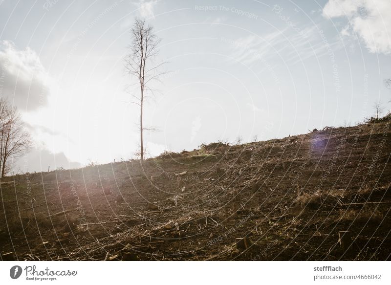 A lone tree on the hillside survived the last storm Tree slope Forest Nature Day Exterior shot Landscape Deserted Colour photo Sky Sun sunny day Sunlight Light