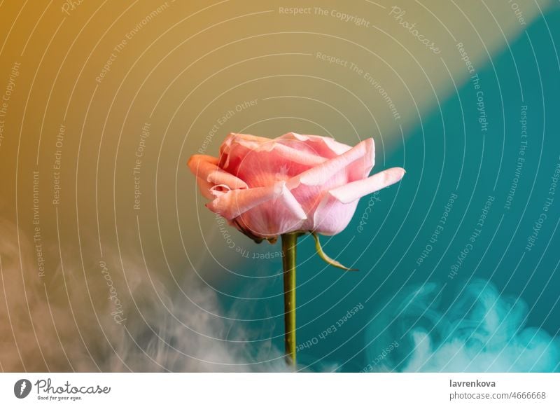 Pink rose flower covered in smoke on blue, selective focus love leaf beauty green plant petal nature blossom garden abstract bloom bright colorful concept