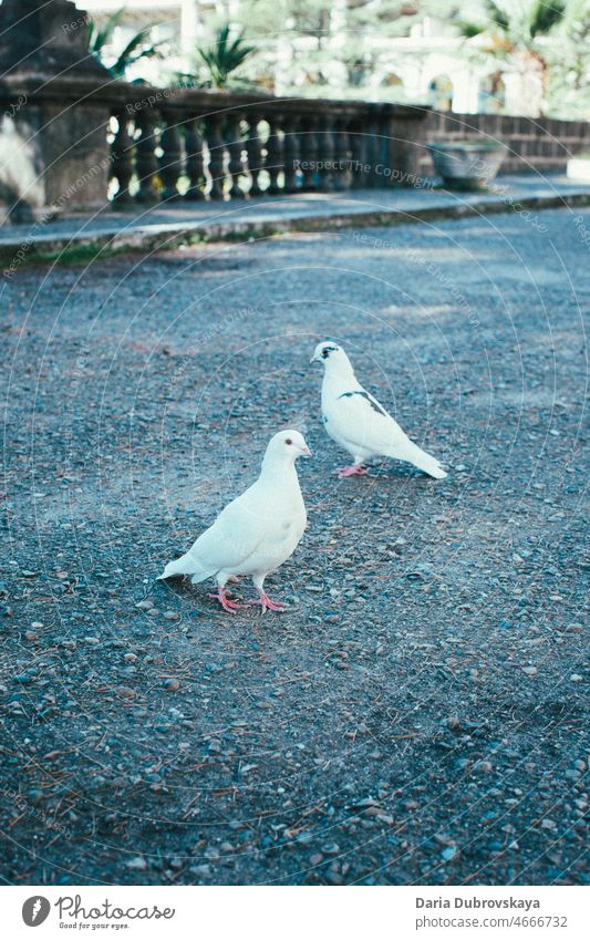 Two white doves pet holy beauty cute beautiful religion beak happiness wildlife love freedom bird pigeon background wing concept birds feather two peace animal