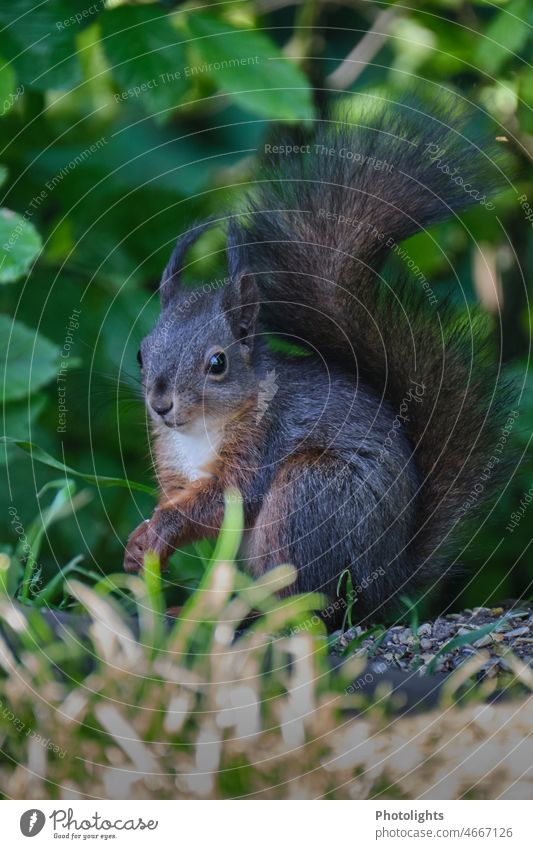 Squirrel curiously looking at camera Wild Tree Soft Nature leaves Landscape Pelt Forest European squirrel Animal Cute cuddly soft Cuddly Copy Space Subsidiaries