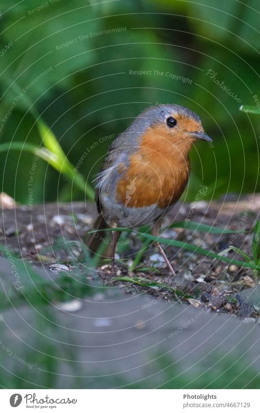 Robin looking curiously at camera White Black Yellow Orange Observe Looking Near Plumed Exterior shot Colour photo Robin redbreast Animal Nature Close-up