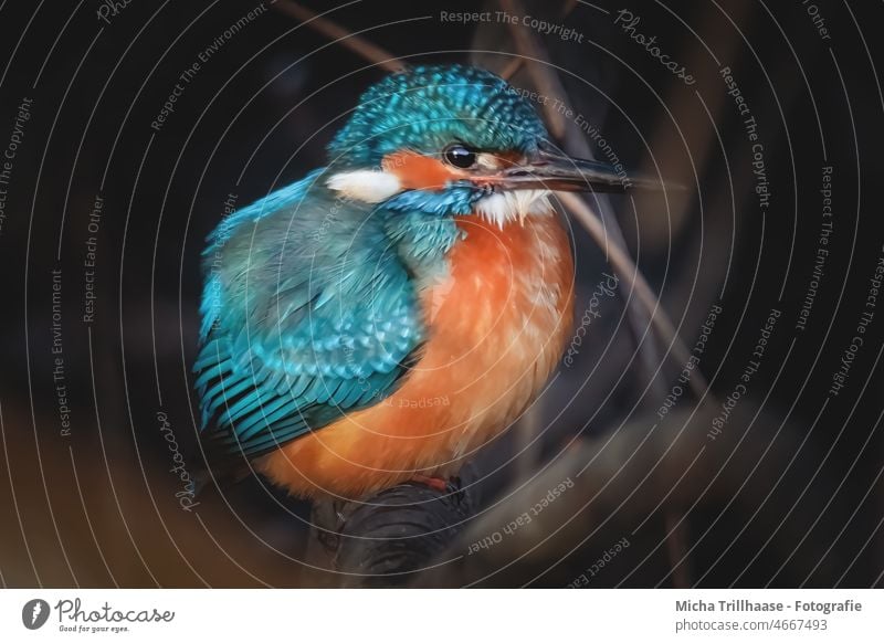 Lakefront Kingfisher kingfisher Alcedo atthis Head Eyes Beak feathers plumage Grand piano portrait Animal portrait Wild animal Bird Nature Twigs and branches