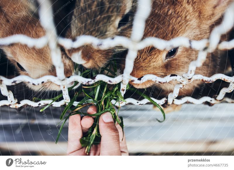 Child feeding rabbits sitting in hutch on farm. Closeup of child hand holding bunch of grass while feeding rabbits pet care animal cute eating playful cage