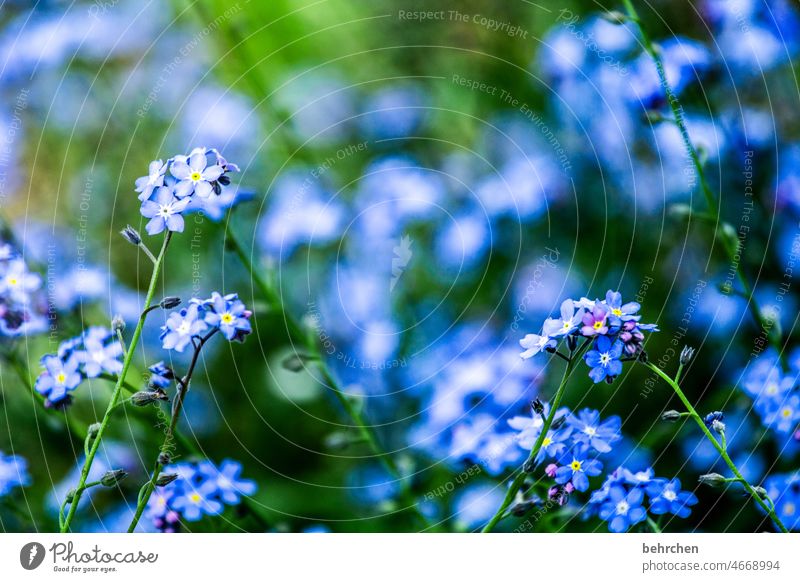 teakettle | don't forget mine blurriness Sunlight Deserted Exterior shot Colour photo pretty Small Bud Faded Fragrance Blossoming Meadow Park Garden Flower