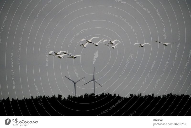 Tailwind for a flock of swans wind power Swan Wind energy plant Pinwheel Renewable energy Energy industry Electricity Environmental protection Sky Rotor