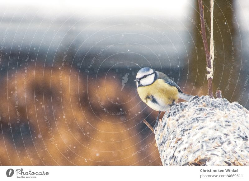 Animal love | A little happy blue tit sits on a big 'tit' dumpling 1 Blue tit Tit mouse blue tits birds Wild Birds garden birds winter feeding Winter Snowfall