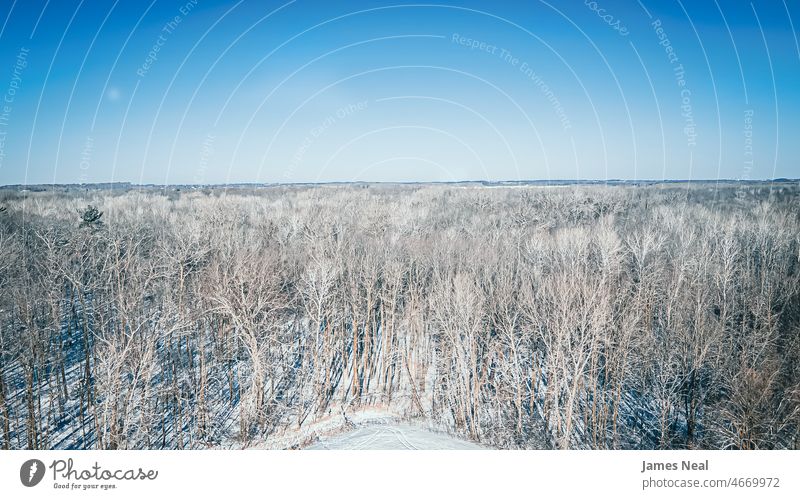 Frozen tree tops under blue sky horizon natural vibrant frost land clear sky background treetop snow woodland above scenic environment horizontal ice view