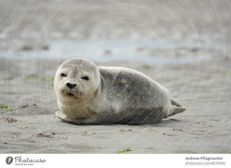 Young seal on beach Seals Harbour seal Gray seal Beach youthful Boy (child) Amrum Ocean coast Nature Animal animals North Sea Sand Deserted Wild animal Island