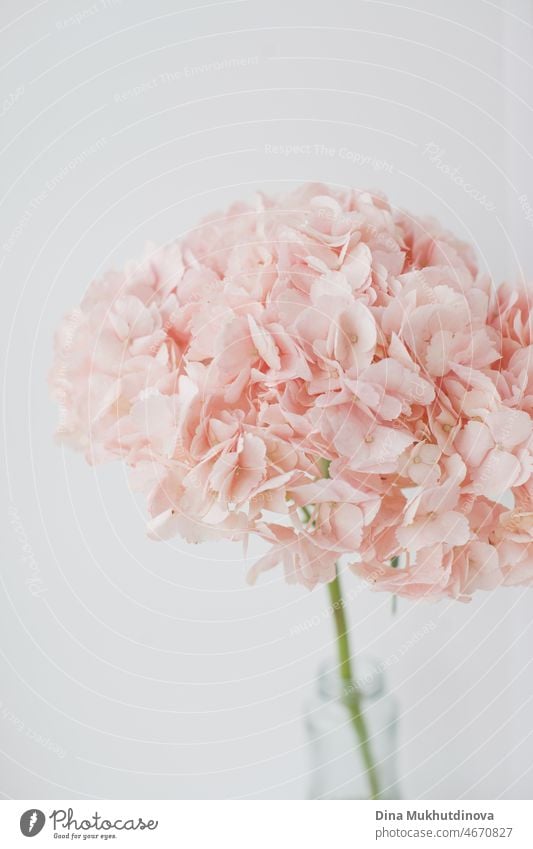 Pink hydrangea flower in a vase, minimalist floral greeting card with copy space for Valentine's Day. fresh Hydrangea pink flower minimal greeting card with room for text, tenderness and romance for Valentine day celebration.