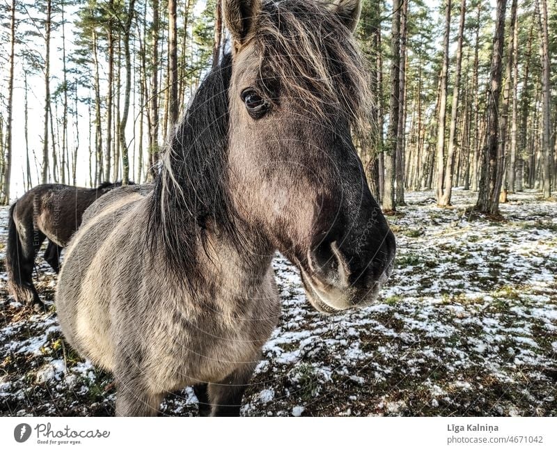 Horse Animal Mammal Farm animal horse To feed Brown mammal riding horse Nature Exterior shot Grass Pasture Blue Sky Landscape Animal portrait Colour photo Mane