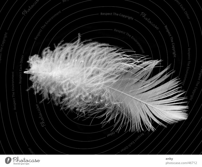 as light as a feather Bird Fuzz Ease Feather Macro (Extreme close-up) Flying