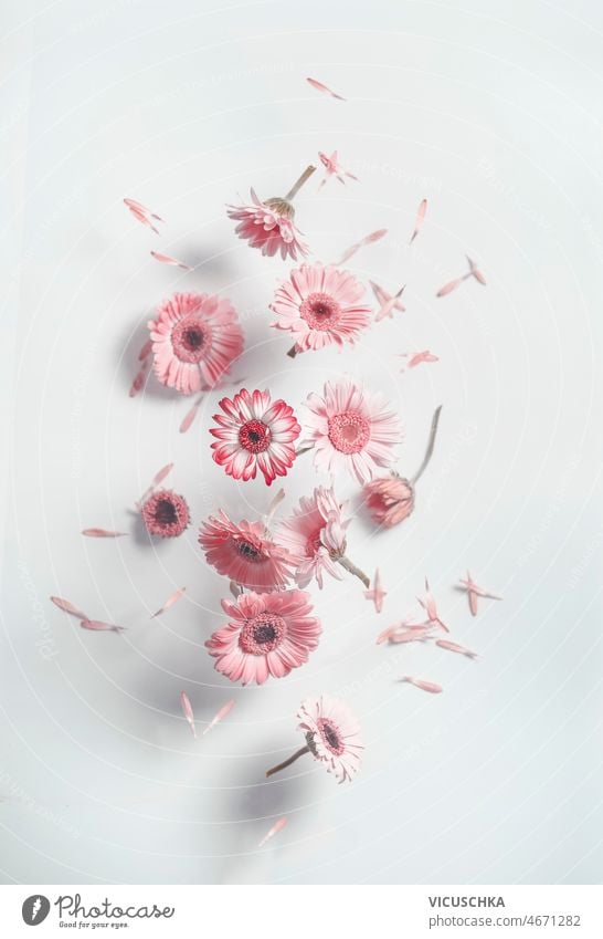Flying pink daisy flowers at white wall background with shadows. flying falling petals summer front view beautiful bloom blossom floral gerbera gerbera flower