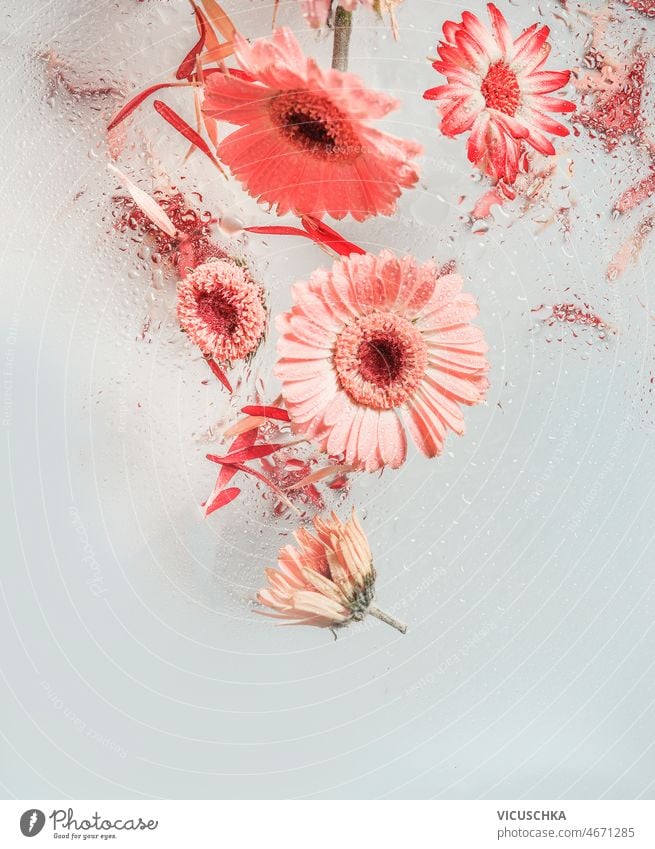 Flying pink gerbera flowers with water drops at white background. flying levitation concept beautiful daisies front view fallen blossom decoration design floral