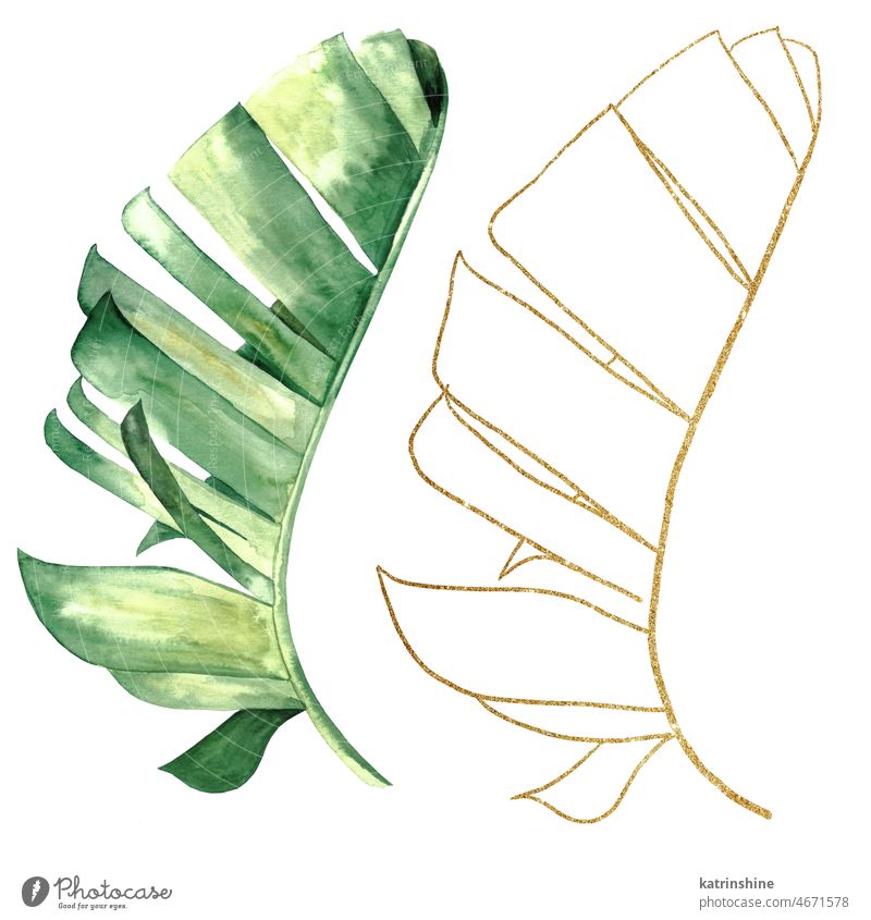 Green and Golden watercolor tropical banana leaves illustration Botanical Decoration Exotic Foliage Hand drawn Isolated Ornament Outlines Set Summer boho bridal