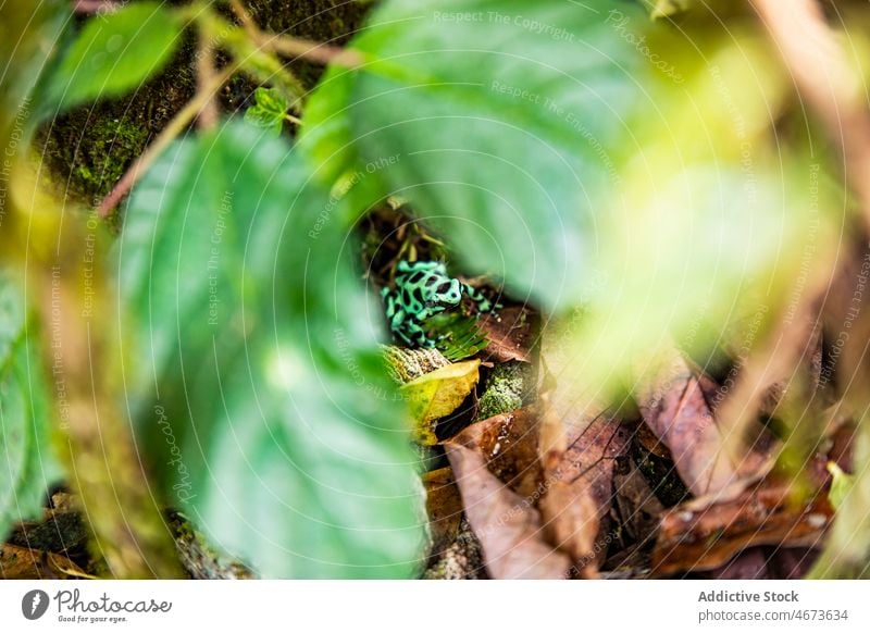 Dyeing poison frog in tropical woodland fog dendrobates dyeing poison frog animal habitat wildlife nature forest jungle rainforest flora plant environment