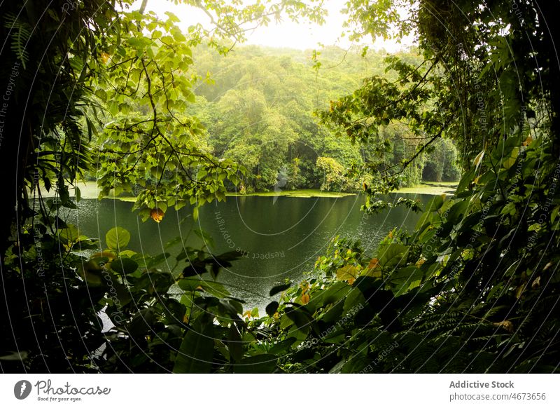 Rippling river amidst green trees coast shore water forest foliage plant nature riverside environment summer leaf ripple aqua woodland woods lush vegetate