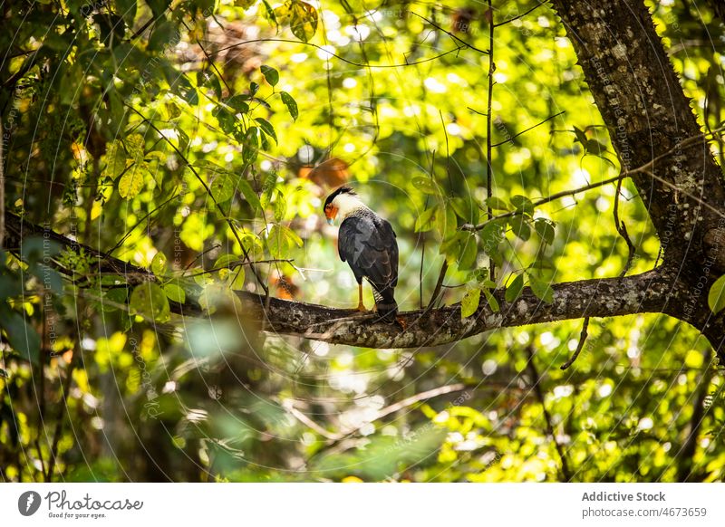 Crested caracara on tree branch crested caracara bird nature avian ornithology specie wildlife forest falconidae foliage environment feather summer habitat