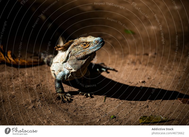 Lizard on ground in nature lizard exotic wild habitat specie tropical fauna creature reptile wildlife summer summertime forest environment costa rica woods
