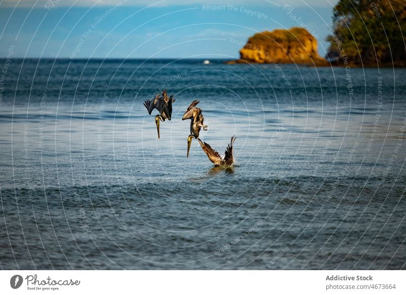 Pelicans flying over rippling sea pelican waterbird nature wildlife specie habitat flock aqua ripple summer float environment costa rica feather seawater
