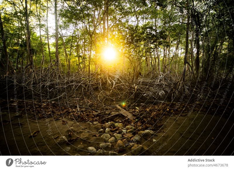 Trees with roots in forest tree sunlight plant nature woods grow tropical rainforest environment summer lush vegetate costa rica green scenic verdant summertime