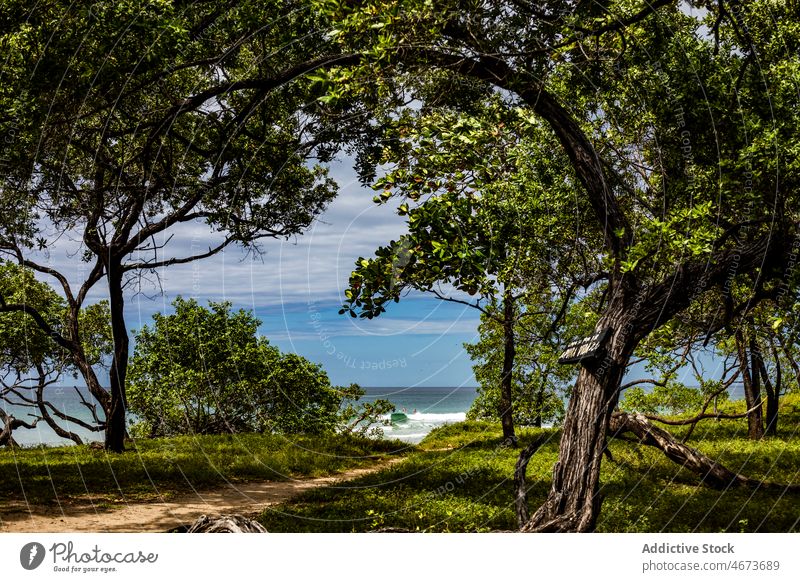 Trees on coast near sea tree shore seaside water nature beach resort tropical environment summer aqua lush vegetate costa rica green waterfront scenic verdant