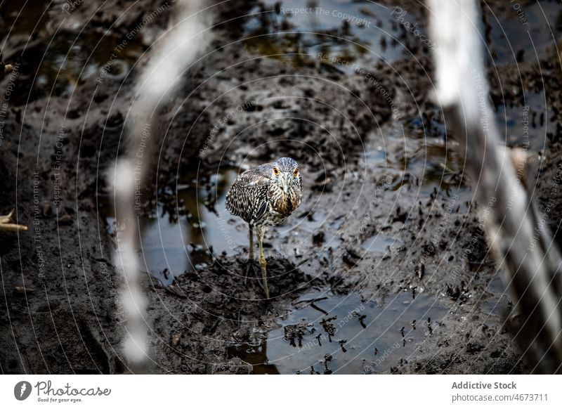 Black crowned heron on wet ground bird black crowned wild nature habitat ornithology specie dirt creature mud summer fauna summertime forest environment