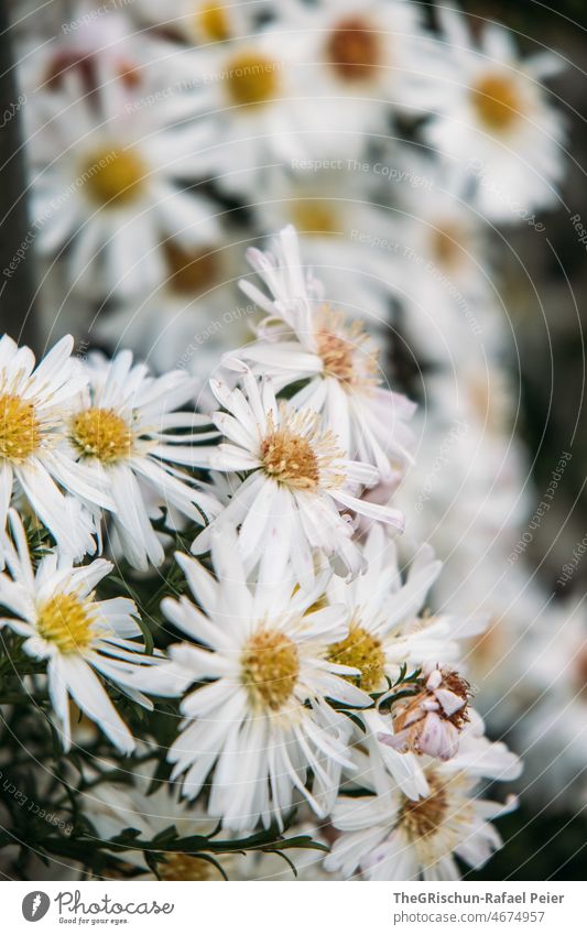 White flowers Close-up details Nature Plant