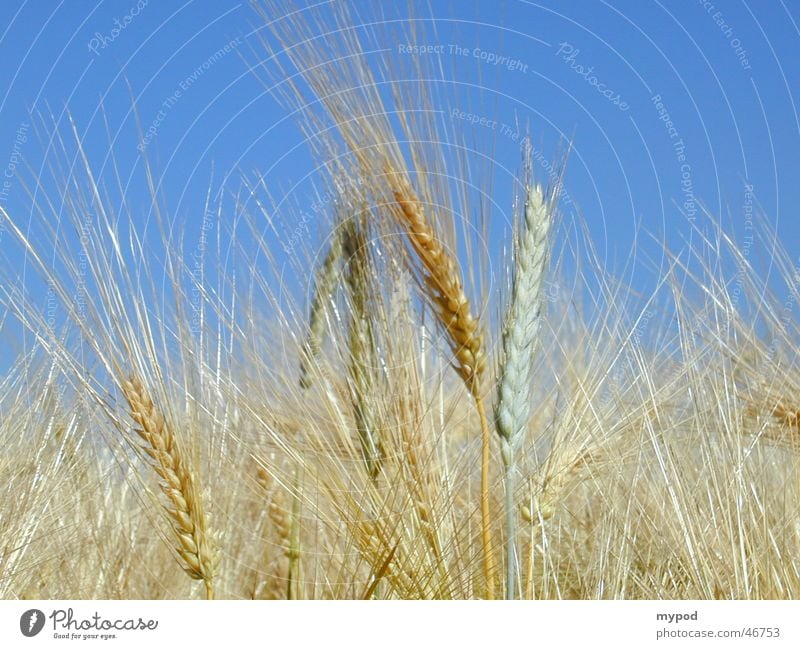cornfield Barley Yellow Ear of corn Field Grain Close-up Sky mature barley before the harvest