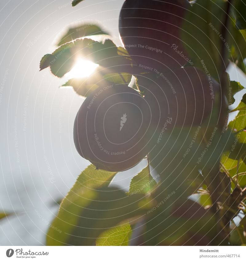 Sweet and juicy Environment Nature Sky Summer Autumn Beautiful weather Plant Tree Leaf Agricultural crop Apple Apple tree Apple tree leaf Branch Illuminate