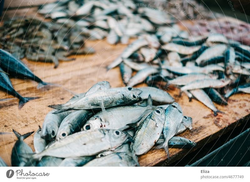 Dead fish at a market stall fishing dead Markets Table Fish Many Pescetarian catch Fish market Nutrition Dead animal Silver Glittering quantity Death animals