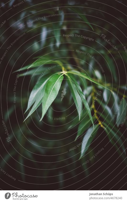 Leaf green plant dark Green wax plants Foliage plant Green space green background Nature Plant Colour photo Growth Exterior shot Deserted dark background