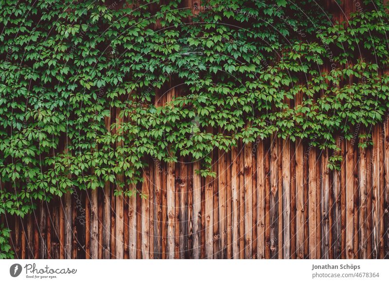 green overgrown wall with wooden cladding Green wax plants urban Overgrown Wall (building) Foliage plant Green space green background Nature Plant Colour photo