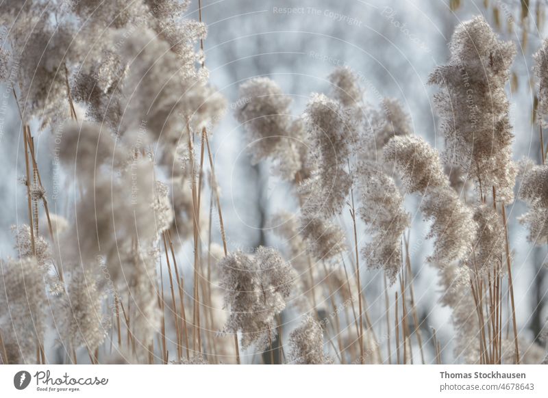 fluffy blossoms as background, bokeh abstract beautiful bloom blue copy space day defocused design dry environment floral flower grey natural nature no people