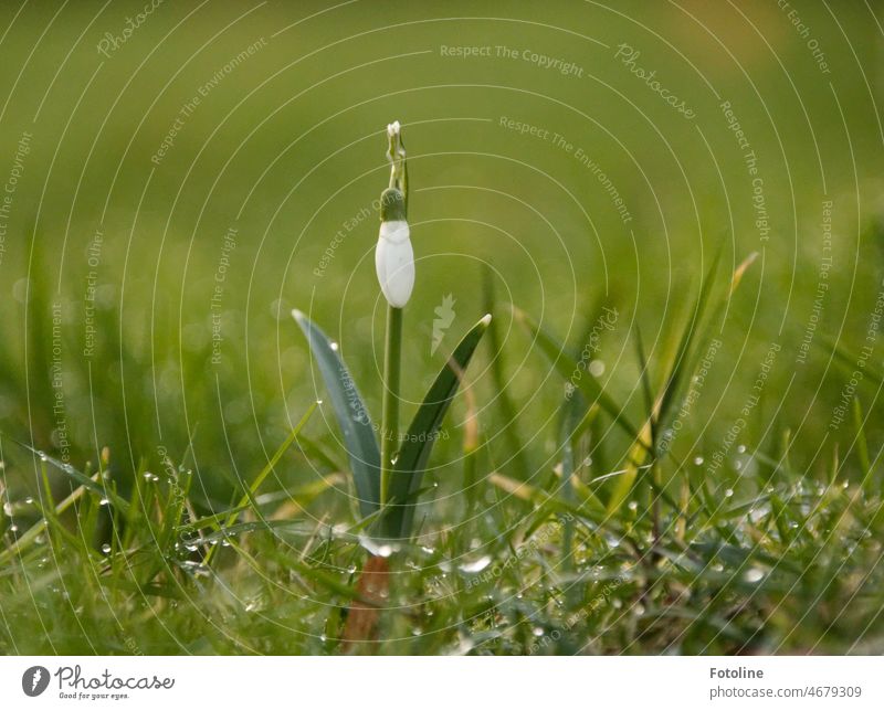 A lone snowdrop stands in a dewy meadow. Snowdrop Spring Blossom Flower Plant Nature Green White Colour photo Spring flower Exterior shot Shallow depth of field