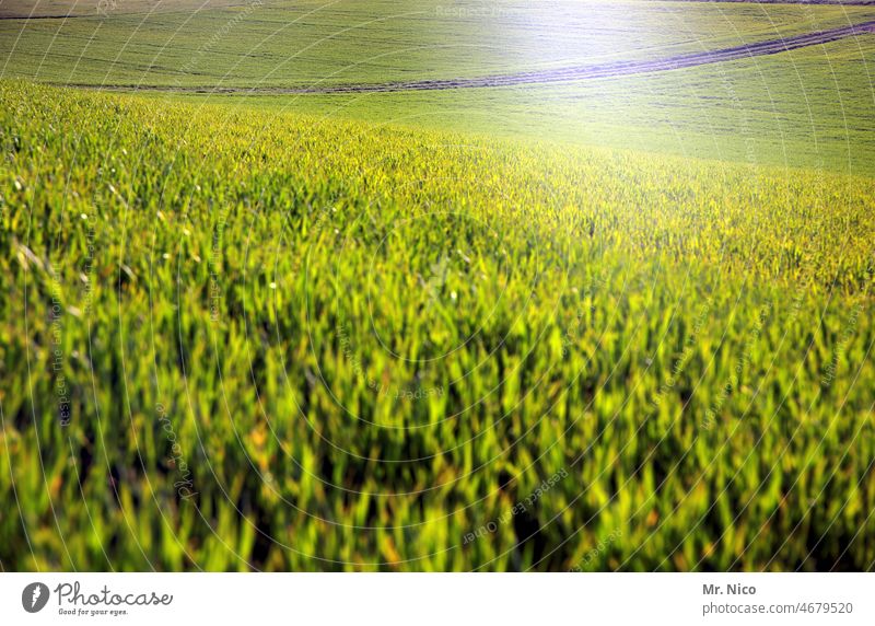 Juicy green Agriculture Field Cornfield Ear of corn Grain Growth Harvest Agricultural crop Environment Food Grain field Plant Nature Organic produce Nutrition